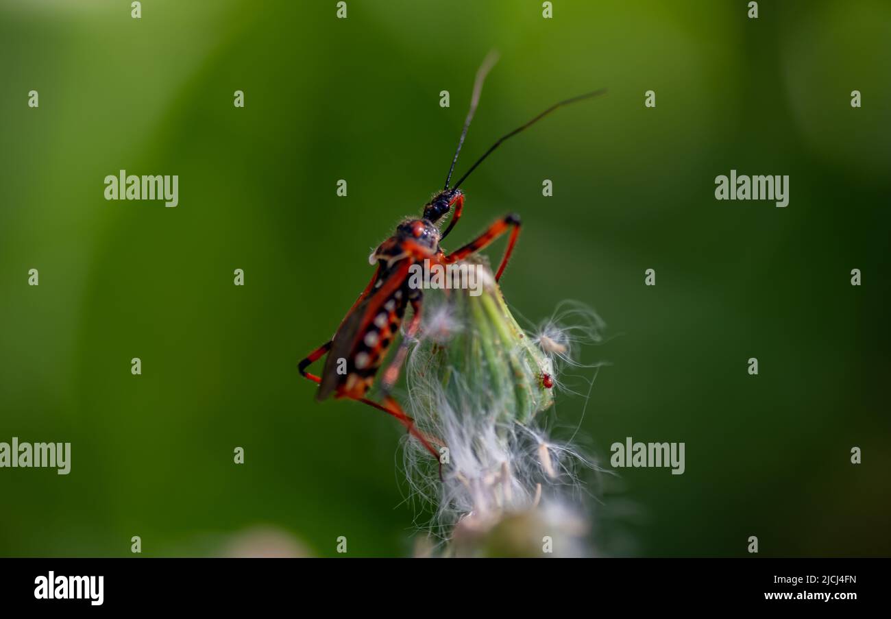 Macro shot di un vero bug appollaiato sopra una pianta. Foto Stock