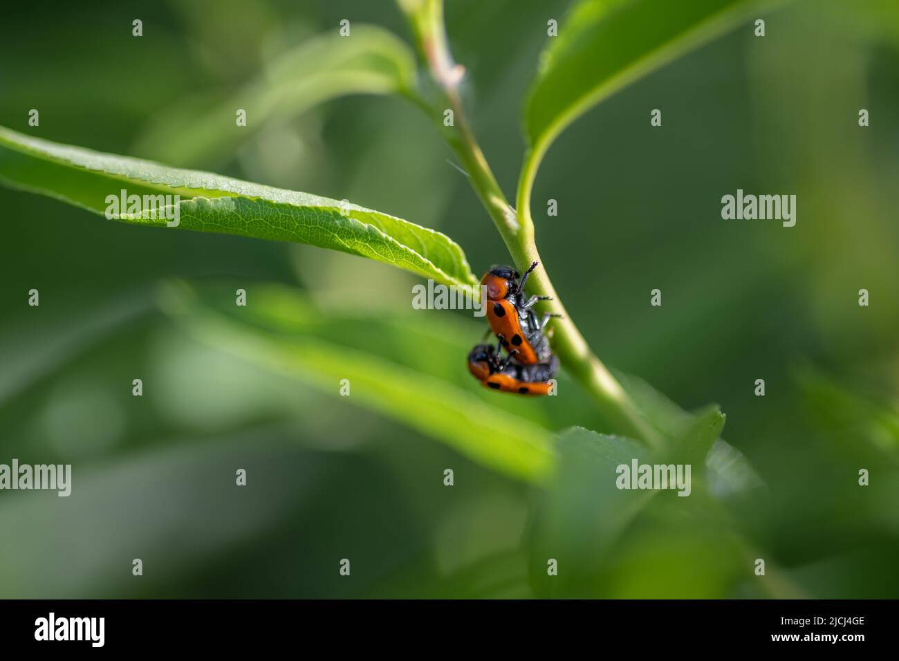 Macro shot di ladybug di accoppiamento Foto Stock