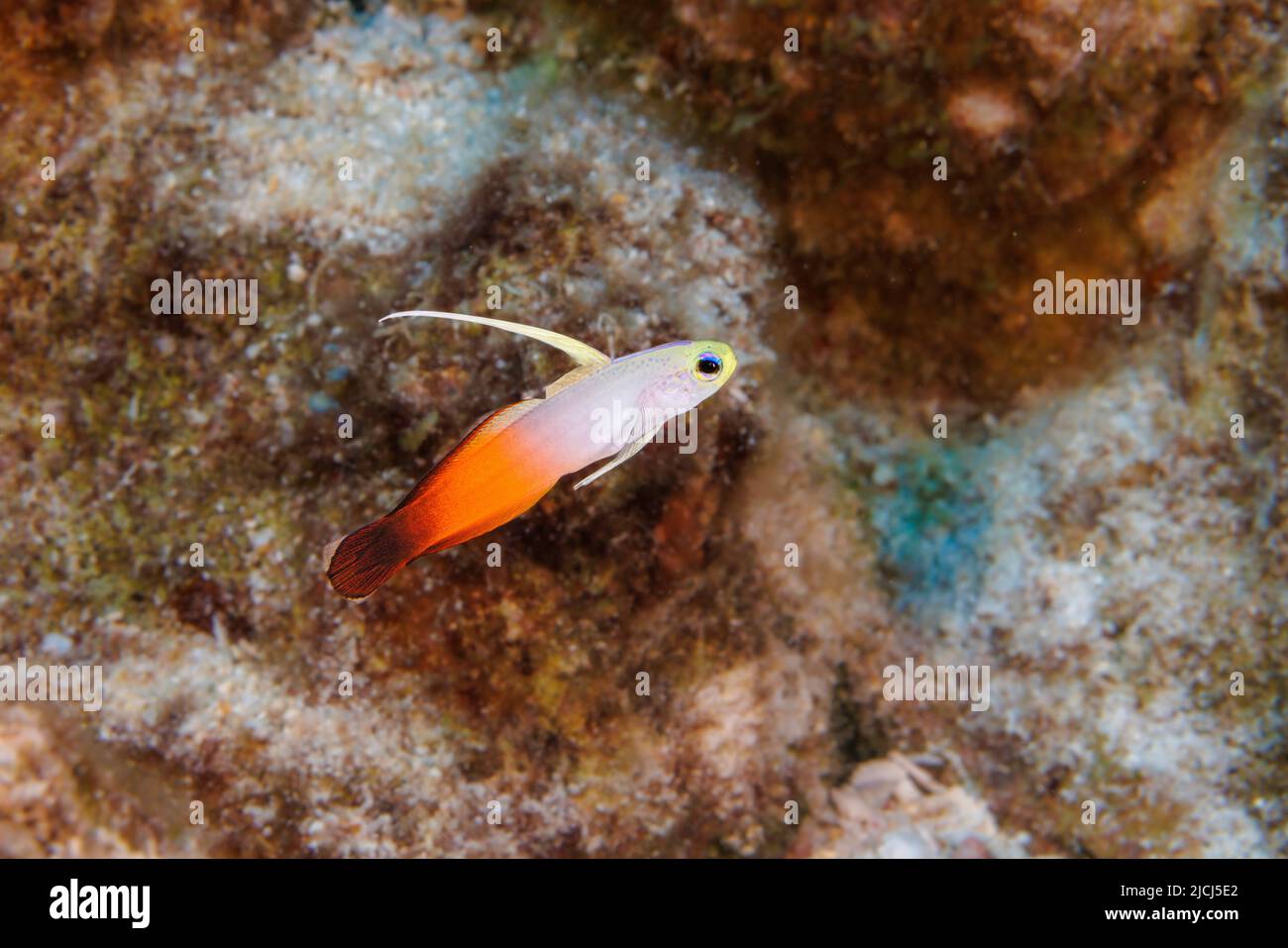 Fire dartfish, Nemateleotris magnifica, sono una visione comune su esposti con fondo rigido della barriera corallina esterna zona nel Sud Pacifico, ma in essi delle Hawaii Foto Stock