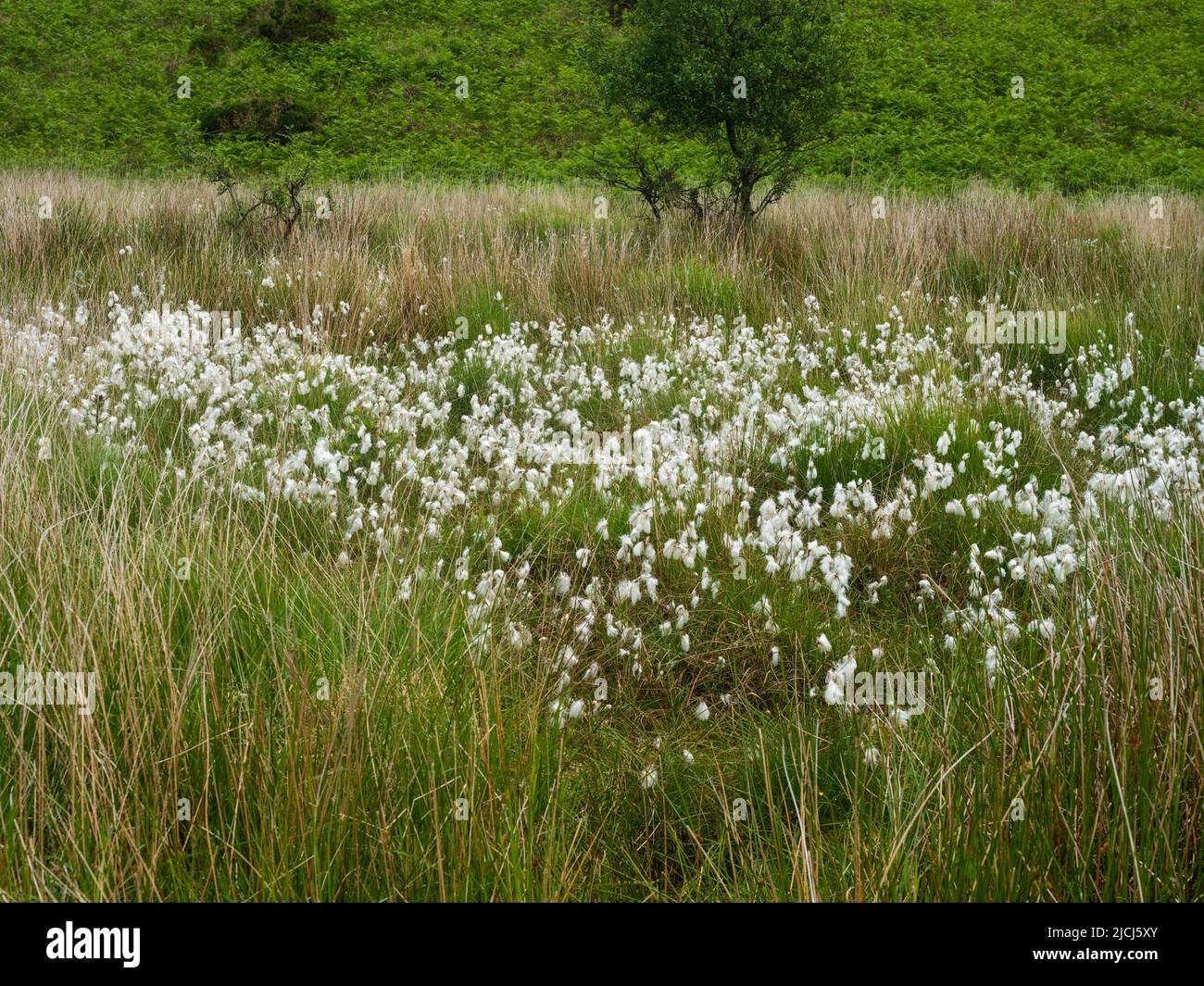 Swathe di erba comune di cotone bianco e piumato su moorland umido e torbido sopra Shipley Bridge, Dartmoor, Regno Unito Foto Stock