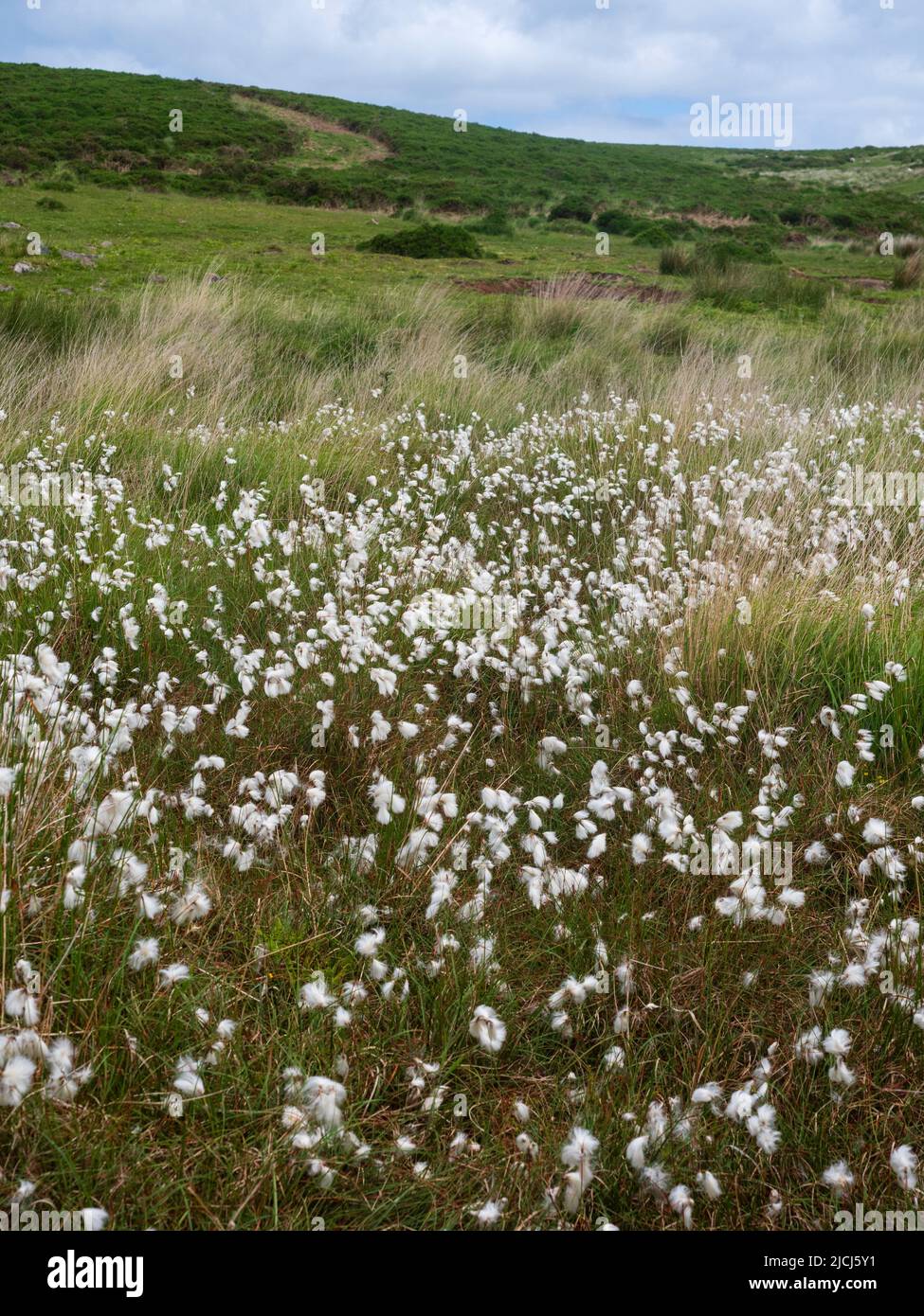 Swathe di erba comune di cotone bianco e piumato su moorland umido e torbido sopra Shipley Bridge, Dartmoor, Regno Unito Foto Stock