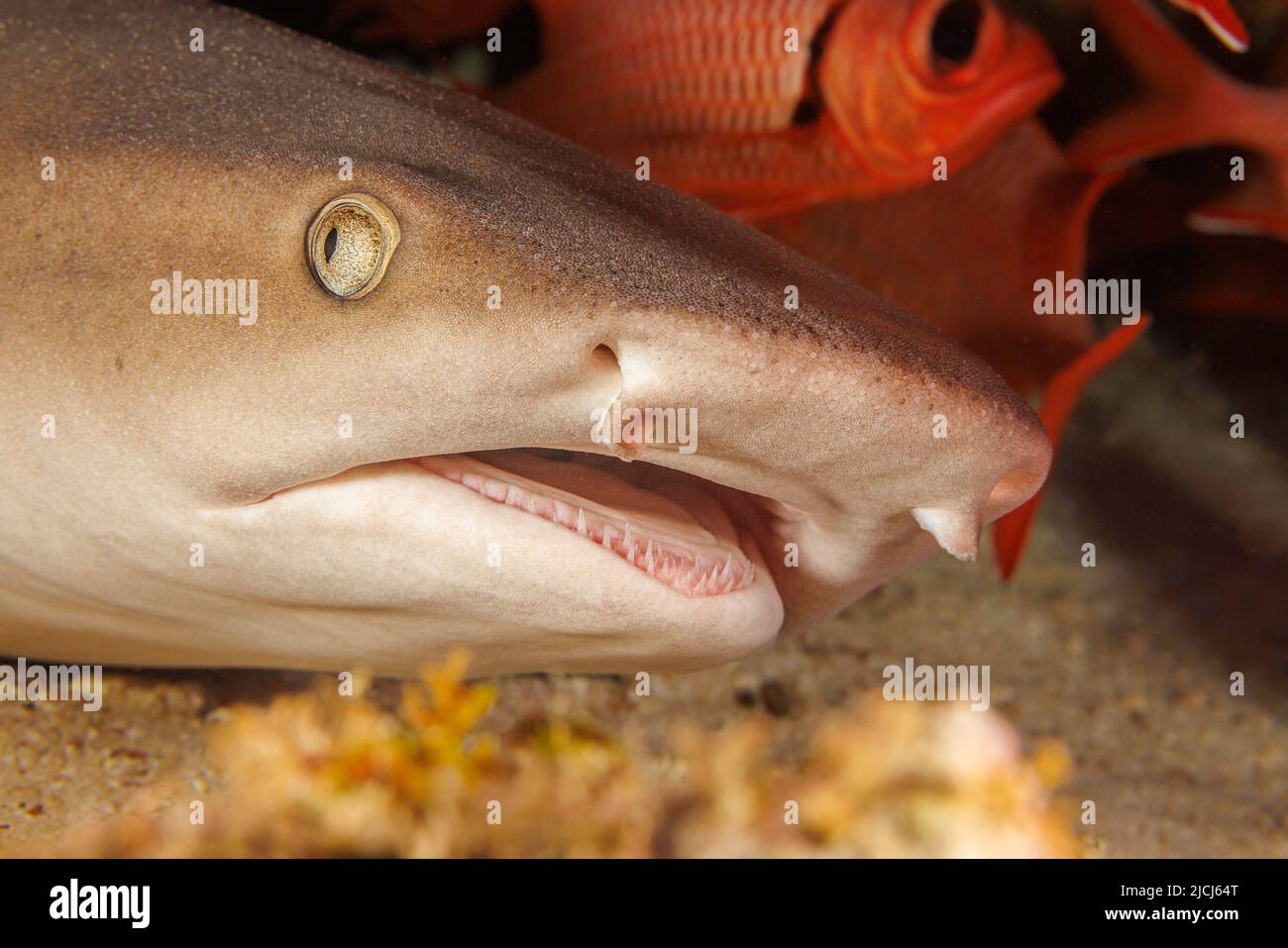 Whitetip gli squali, Triaenodon obesus, sono una delle poche specie di squali che possono sostare e riposare sul fondo, Hawaii. Foto Stock