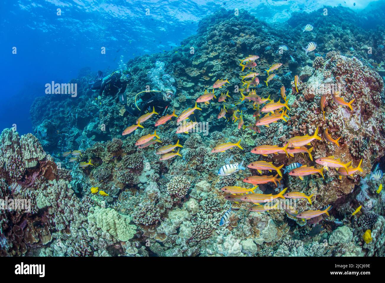 Subacquei (MR) raffigurati con pesci rossi pinna gialla, Mulloidichthys vanicolensis, su una barriera corallina dura al largo dell'isola di Lanai, Hawaii. Foto Stock