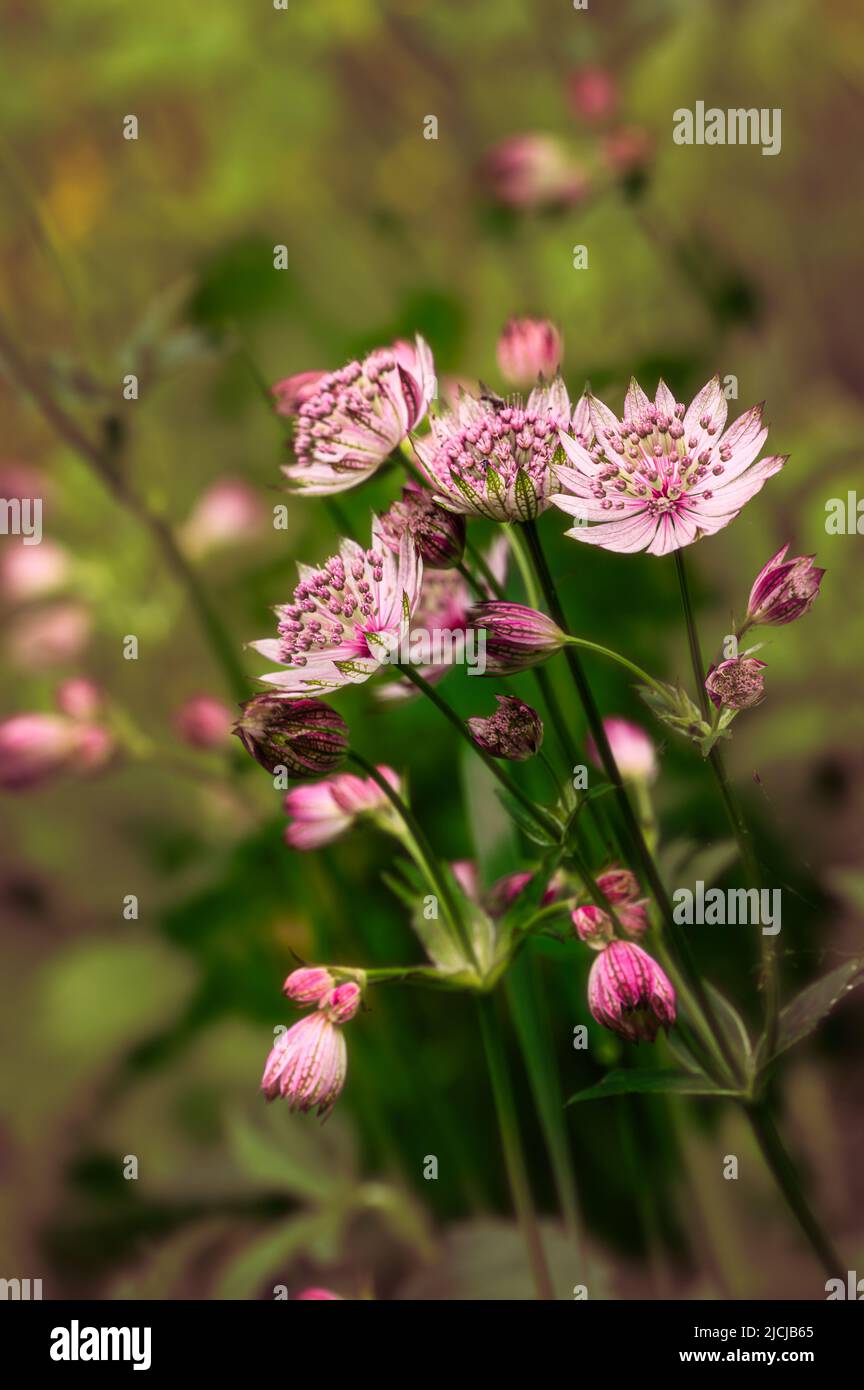 Astrantia Major var. Rosea che cresce in un giardino di Norfolk UK Foto Stock