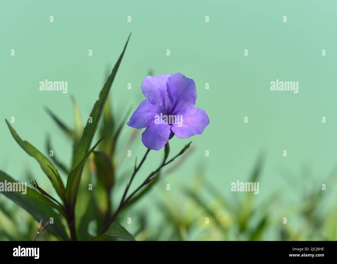 Ruellia simplex o la petunia messicana che cresce in Vietnam Foto Stock