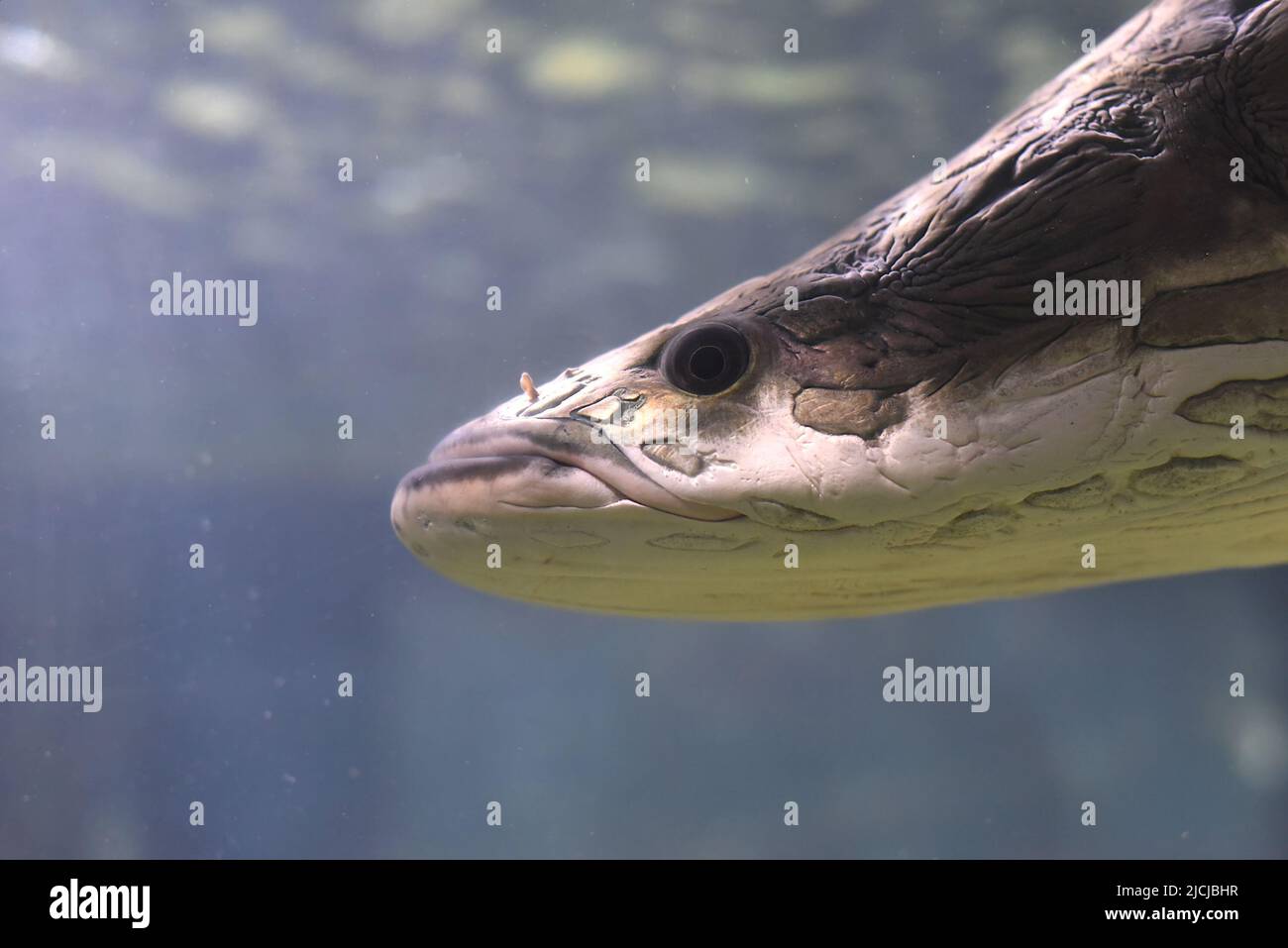 Pesce arapaima in acquario da vicino Foto Stock