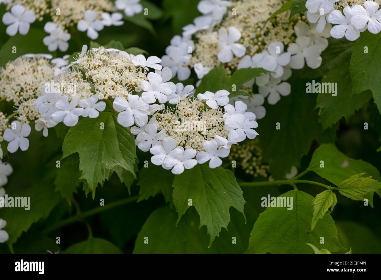 Hydrangea quercifolia, comunemente conosciuta come hydrangea di oakleaf o hydrangea di quercia-leaved Foto Stock