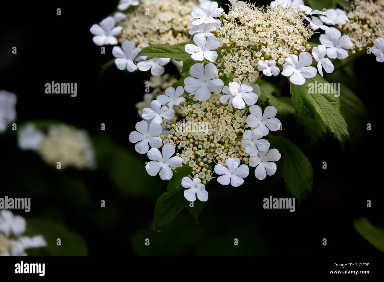 Hydrangea quercifolia, comunemente conosciuta come hydrangea di oakleaf o hydrangea di quercia-leaved Foto Stock