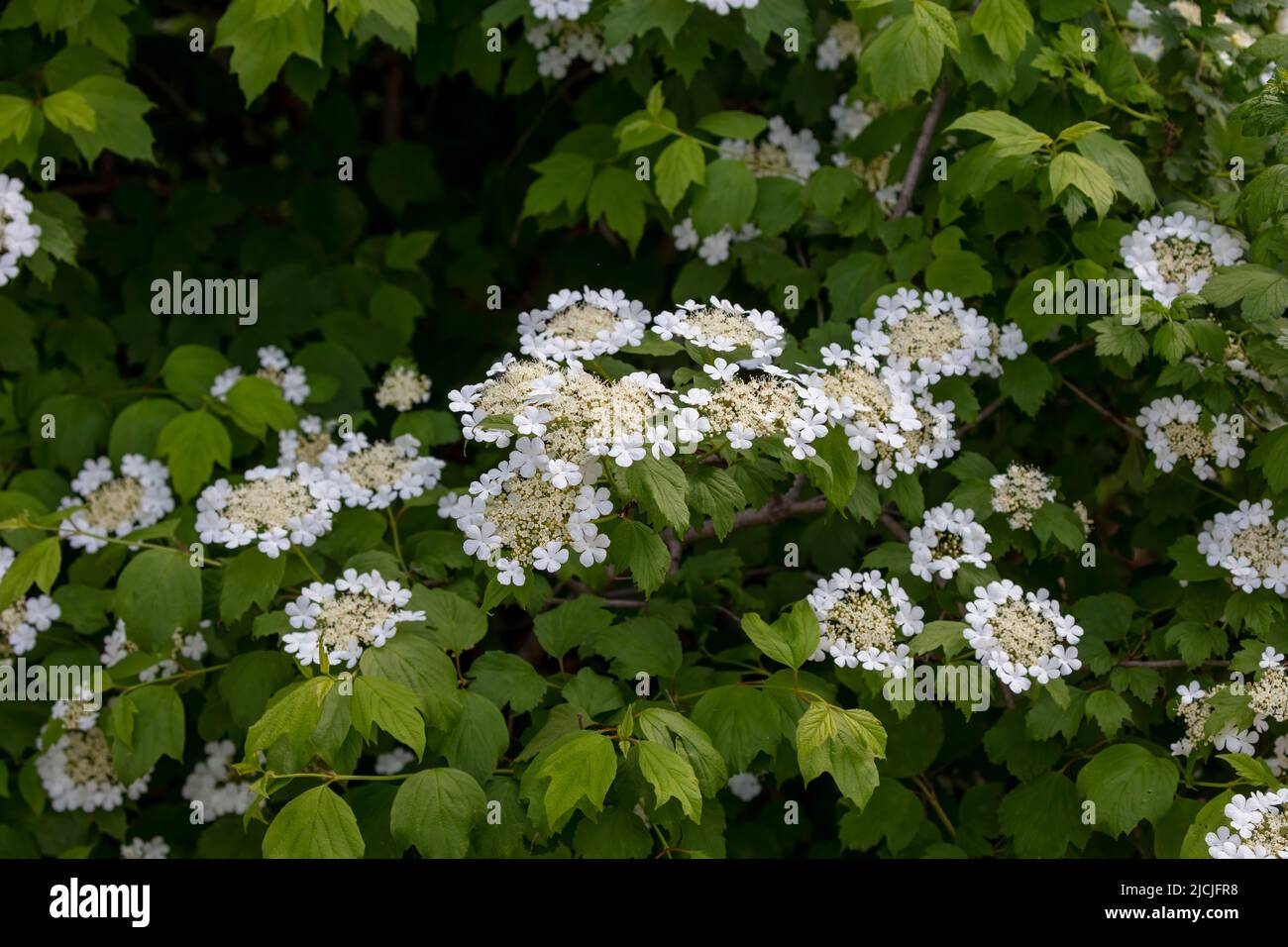 Hydrangea quercifolia, comunemente conosciuta come hydrangea di oakleaf o hydrangea di quercia-leaved Foto Stock