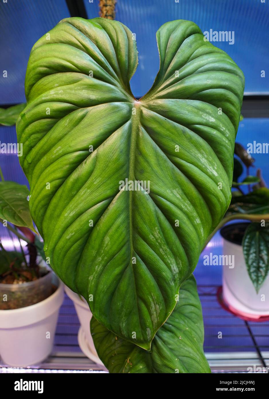 Primo piano della bella foglia verde di Philodendron Plowmanii Foto Stock