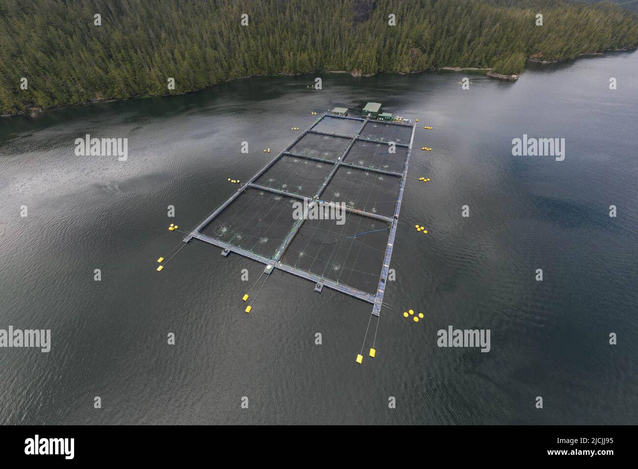Atlantic Salmon Farm nella costa sud-occidentale di Vancouver Island, British Columbia, Canada. Foto Stock