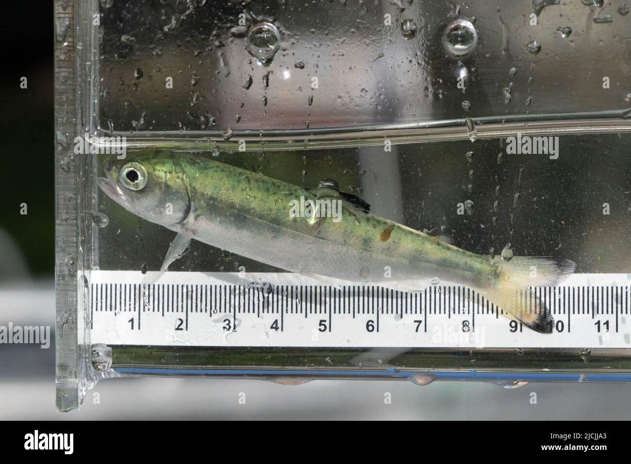 Colta di salmone Coho infettata con pidocchi marini nell'arcipelago di Broughton, British Columbia, Canada. Foto Stock