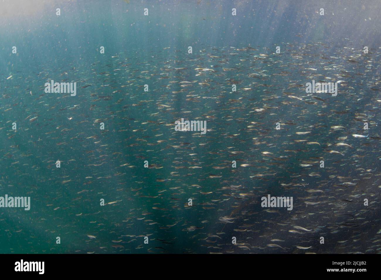 Grande scuola di salmone rosa giovanile nel fiume Campbell, nella costa nord-occidentale dell'isola di Vancouver. Foto Stock