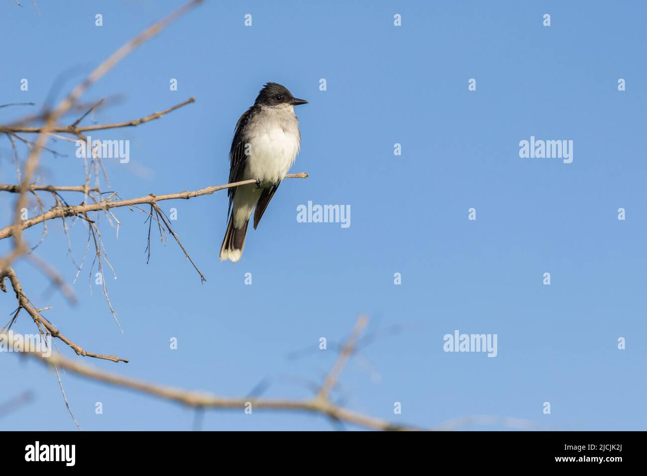 Il kingbird orientale (Tyrannus tyrannus) Foto Stock