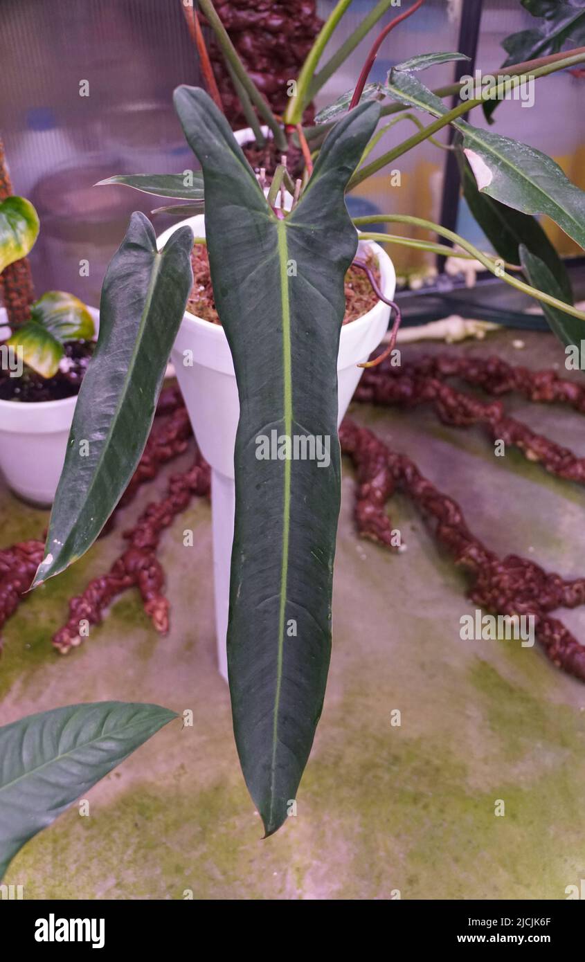 Una lunga foglia di Philodendron Spiritus Sancti, una delle piante tropicali più ardue Foto Stock