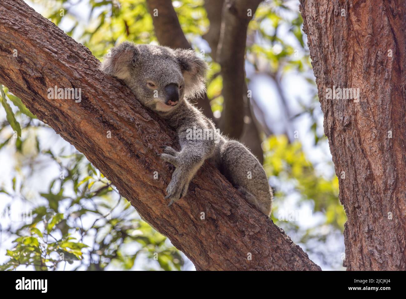 Primo piano di un Koala dall'aspetto sonnolento (Phascolarctos cinereus) che regge su un ramo inclinato. I koala sono marsupiali australiani nativi. Foto Stock