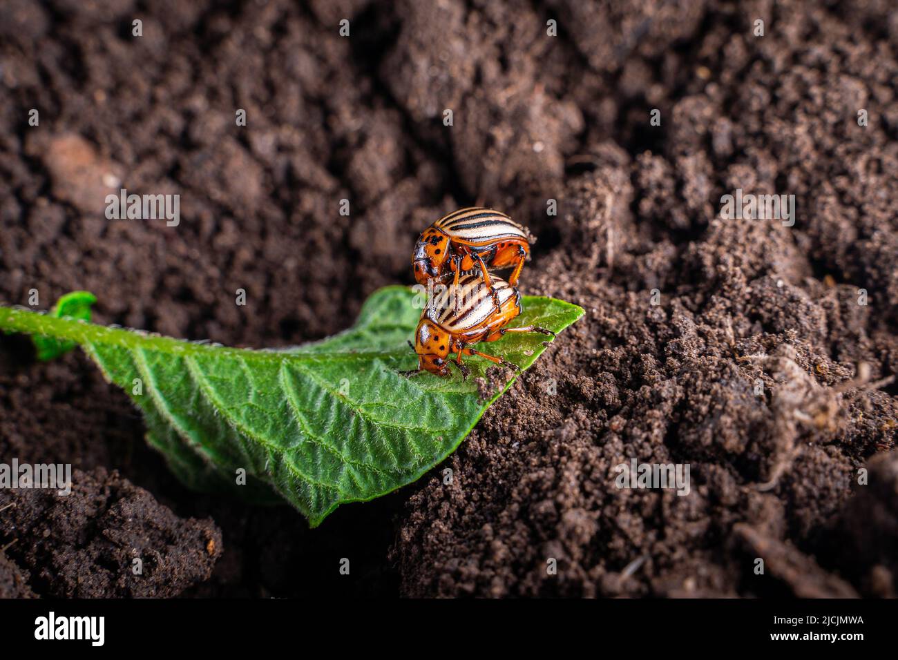 Due coleotteri di patate del Colorado si accoppiano su una foglia di patate sullo sfondo del terreno di un letto di giardino Foto Stock
