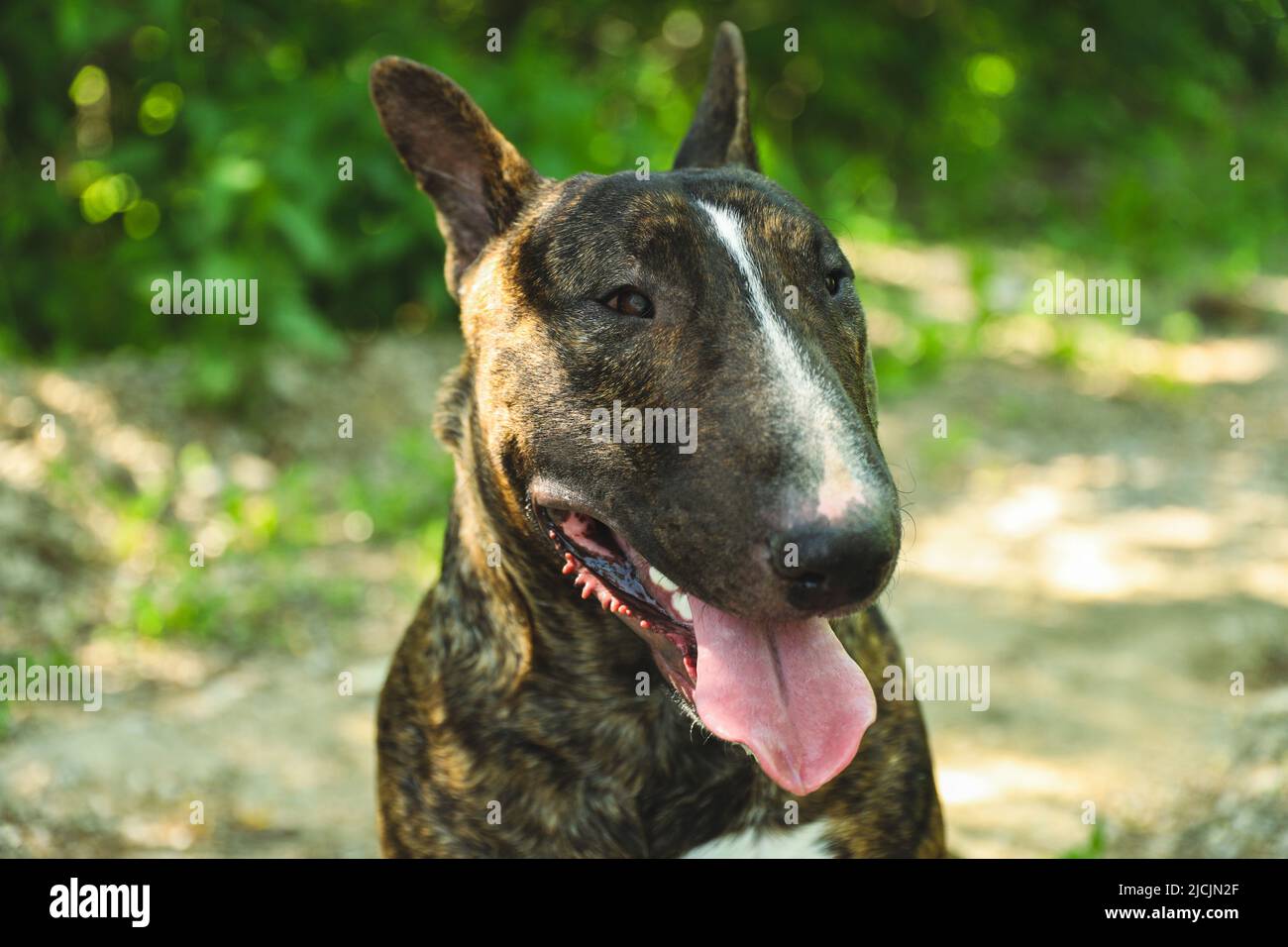 Un giovane bel toro terrier in un colore brindle Foto Stock