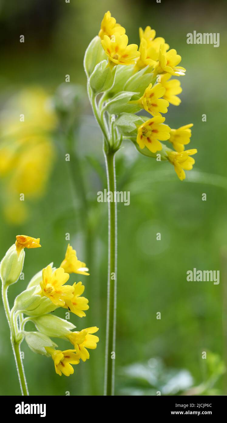Cowslip primrose Foto Stock