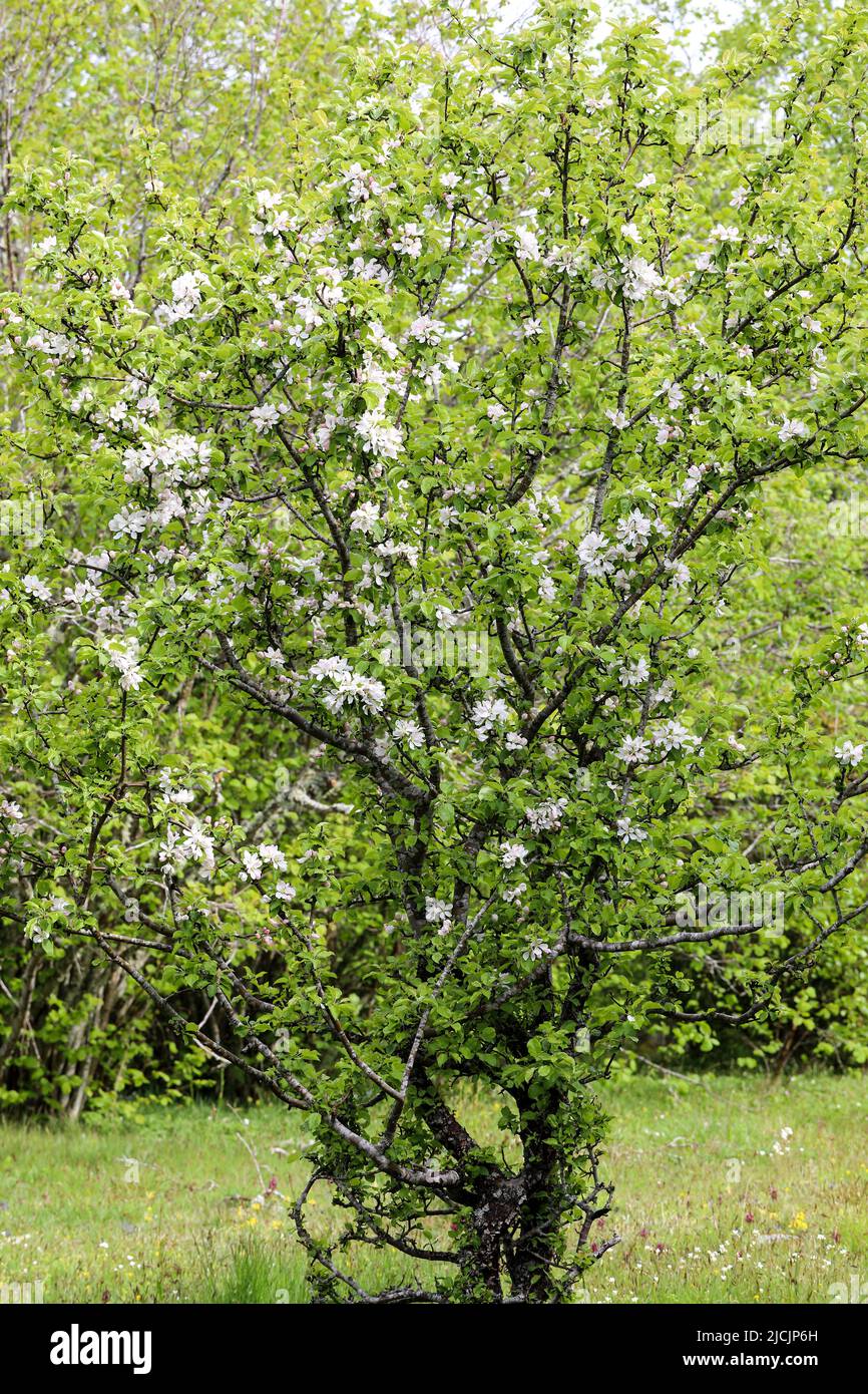 Unione crab apple Foto Stock