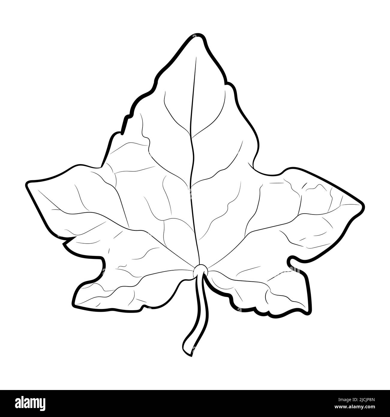 Disegno di foglia isolata su bianco, illustrazione vettoriale. Illustrazione Vettoriale