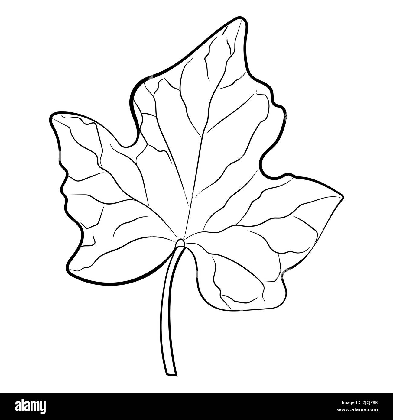 Disegno di foglia isolata su bianco, illustrazione vettoriale. Illustrazione Vettoriale