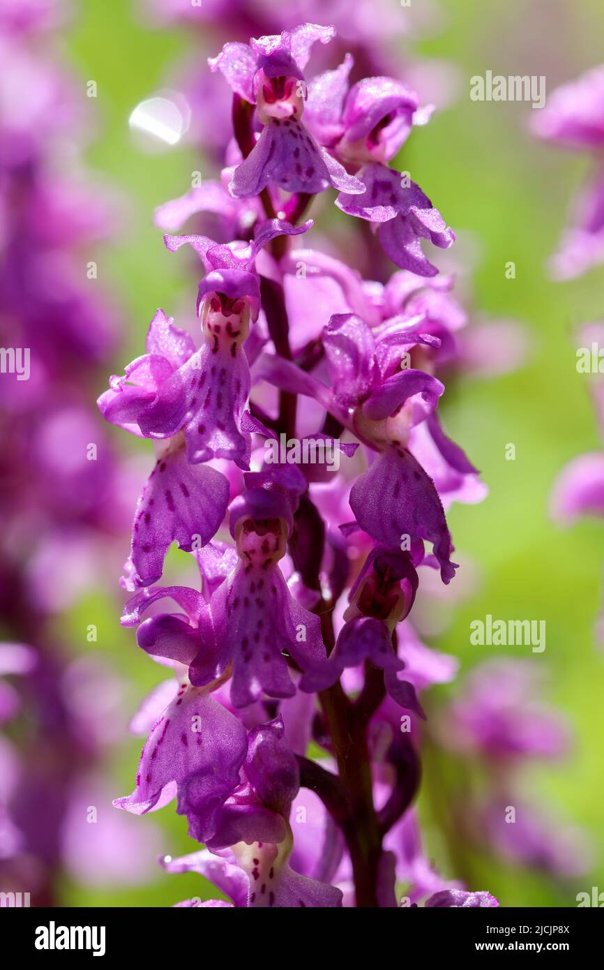 Inizio orchidea viola Foto Stock