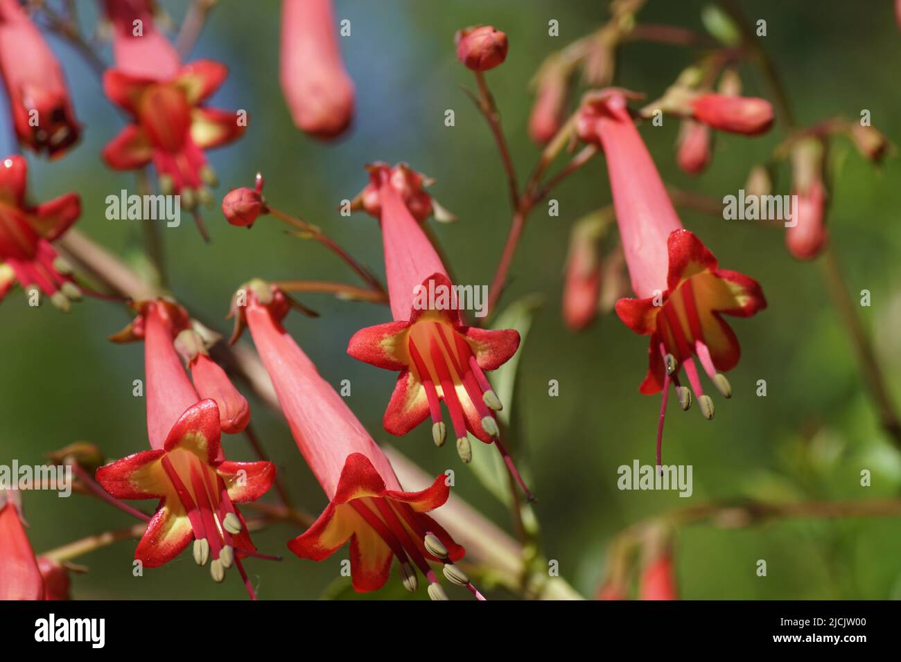 Primo piano di capo fucsia (Phygelius capensis). Famiglia Figwort (Scrophulariaceae). Fiori rossi in un giardino olandese, giugno. Foto Stock