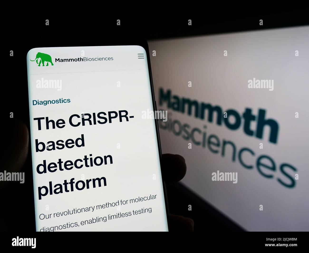 Persona che tiene il cellulare con il sito web della società biotecnologica statunitense Mammoth Biosciences Inc. Su schermo con il logo. Concentrarsi sul centro del display del telefono. Foto Stock