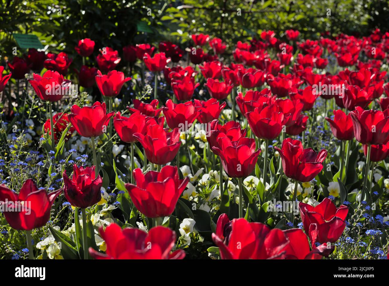 Un piccolo campo di tulipani rossi alla luce del sole Foto Stock