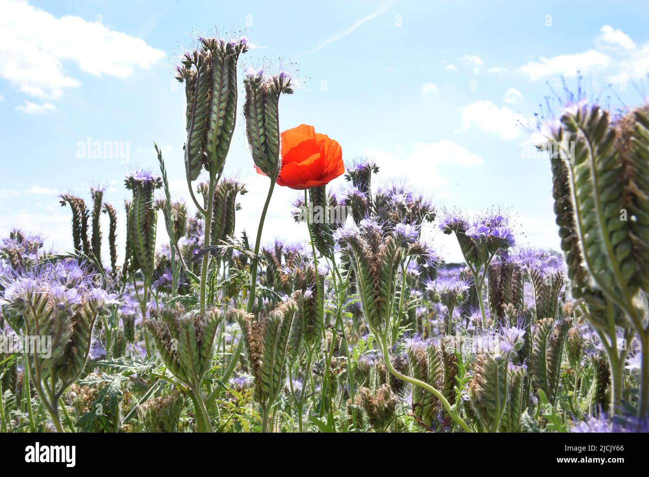 Lipsia, Germania. 12th giugno 2022. Una singola pianta di papavero di mais rosso (Papaver roeas) si trova in un campo di luce blu-blu tussock bellezza (Phacelia) alla periferia di Lipsia. Il papavero tufted, anche denominato pascolo dell'ape, fiore tufted, o amico dell'ape, è un raccolto agricolo ed è particolarmente apprezzato dagli apicoltori per provvedere il nettare per le api di miele. Il papavero di mais, chiamato anche rosa di mais o papavero, cresce da 20 a 90 centimetri di altezza, si erge su un fusto e fiorisce solo 2-3 giorni. Credit: Waltraud Grubitzsch/dpa/Alamy Live News Foto Stock