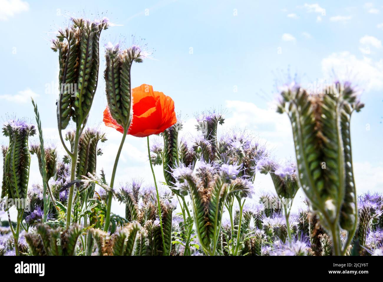 Lipsia, Germania. 12th giugno 2022. Una singola pianta di papavero di mais rosso (Papaver roeas) si trova in un campo di luce blu-blu tussock bellezza (Phacelia) alla periferia di Lipsia. Il papavero tufted, anche denominato pascolo dell'ape, fiore tufted, o amico dell'ape, è un raccolto agricolo ed è particolarmente apprezzato dagli apicoltori per provvedere il nettare per le api di miele. Il papavero di mais, chiamato anche rosa di mais o papavero, cresce da 20 a 90 centimetri di altezza, si erge su un fusto e fiorisce solo 2-3 giorni. Credit: Waltraud Grubitzsch/dpa/Alamy Live News Foto Stock