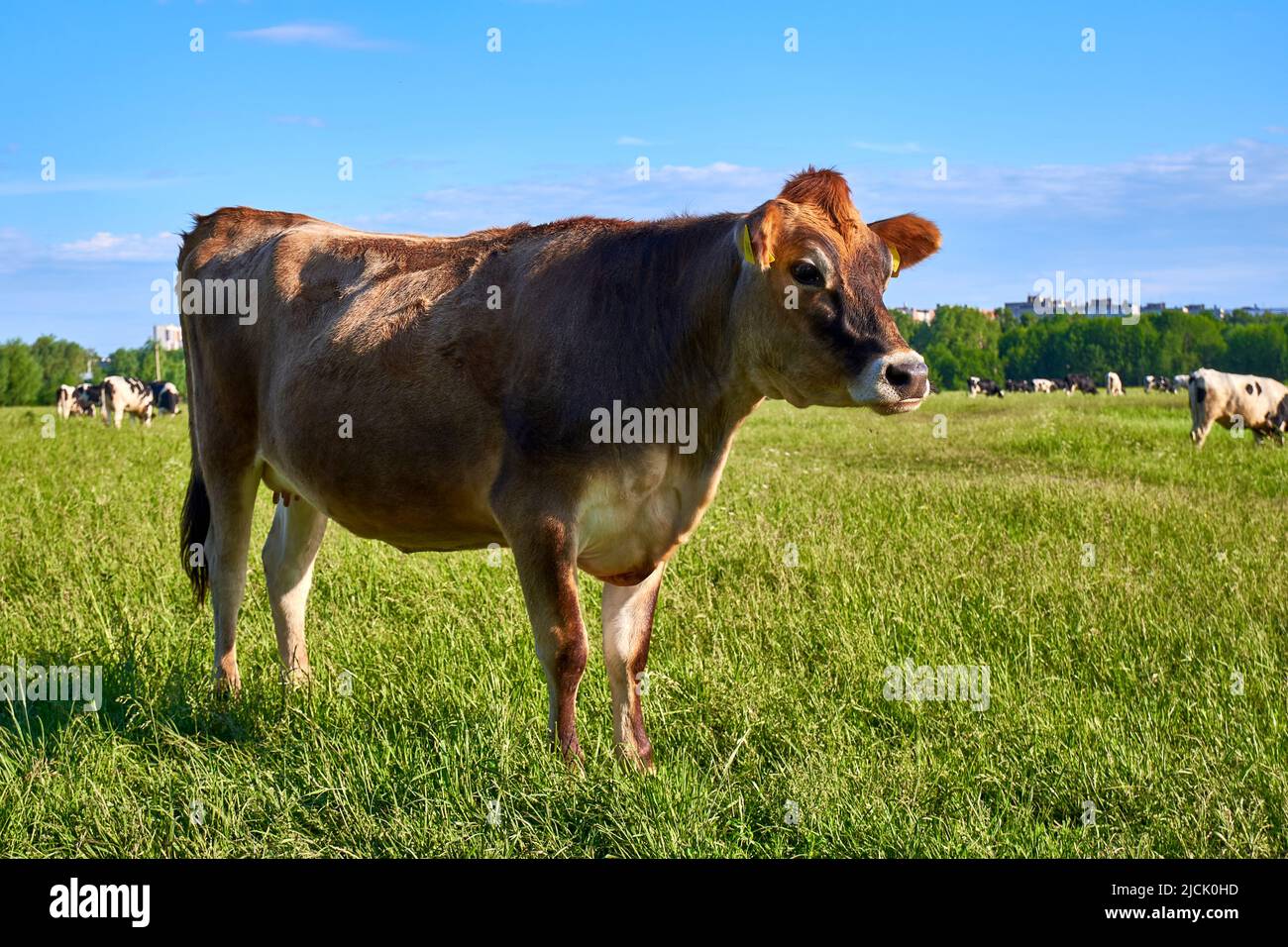 Vacca giovane sulla gamma libera. La mucca bruna sgrana su un prato verde Foto Stock