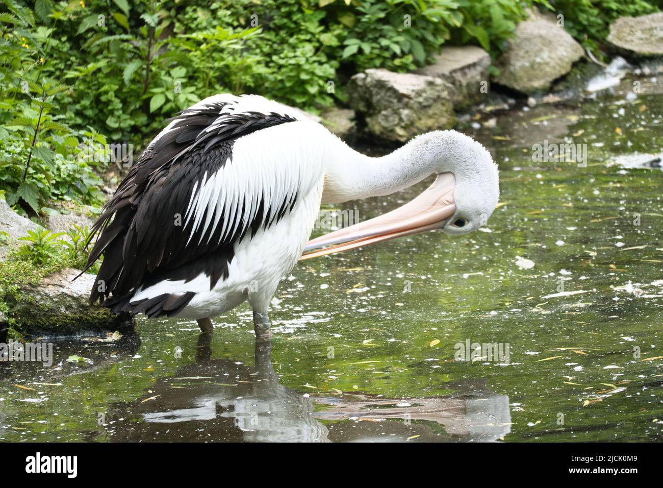 Pelican sull'acqua. Piumaggio grigio bianco, becco grande, ad un grosso uccello marino. Foto animale Foto Stock