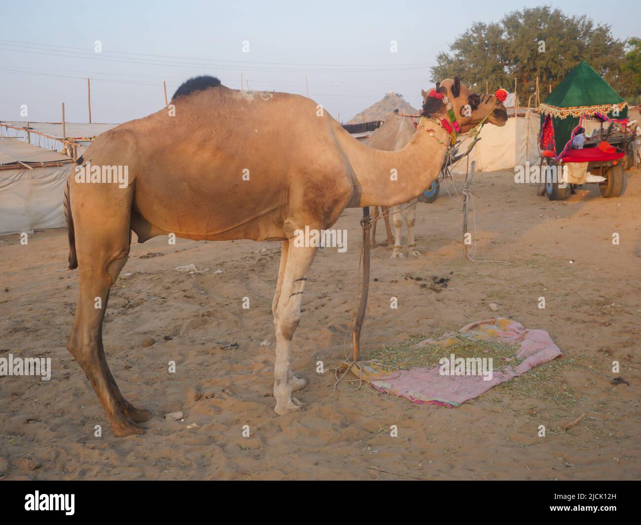 Cammello nel villaggio indiano del deserto Pushkar Rajasthan. Foto Stock
