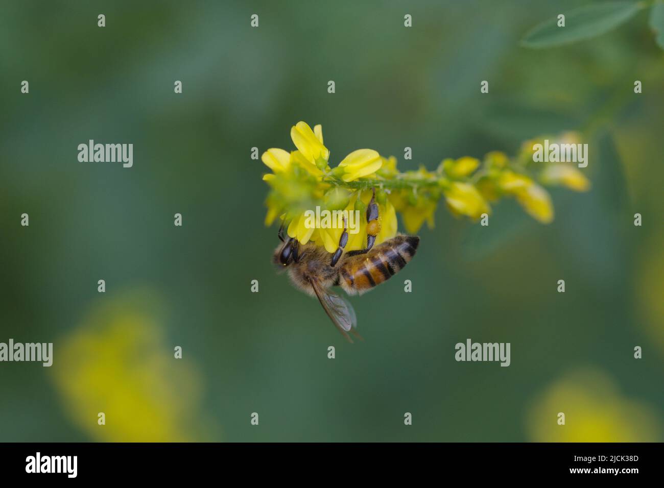 Macro fotografia di un'ape di miele al lavoro Foto Stock