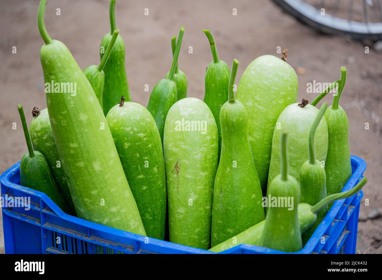 Giardino di zucca verde lungo biologico, Chiangmai Thailandia Foto Stock