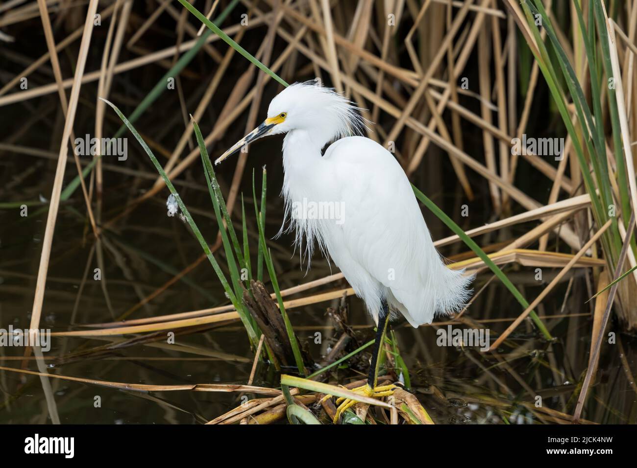 Un Egret Snowy, Egretta thula, in piombatura di allevamento arroccato nelle canne nel South Padre Island Birding Center, Texas. Foto Stock