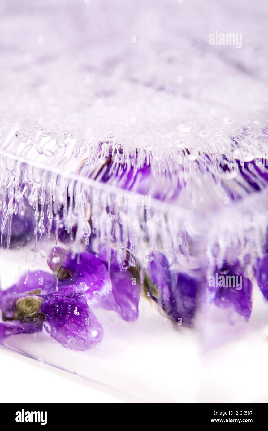 Fiore ghiaccio per cocktail bevande fredde. I violetti fioriscono in un blocco trasparente di ghiaccio. Primo piano Foto Stock