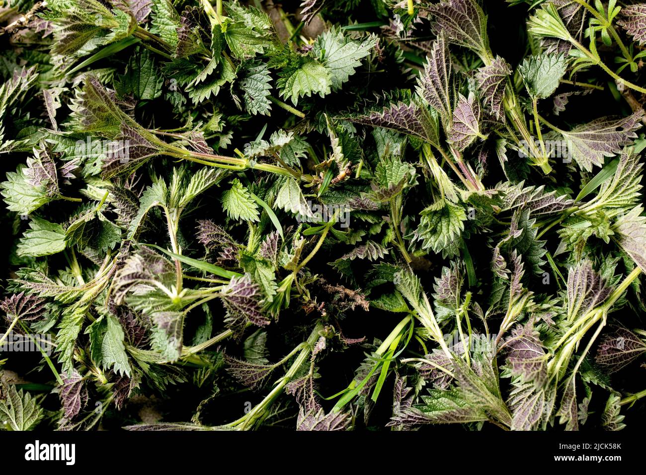 Mucchio di foglie fresche di ortica biologica giovane. Piante selvatiche per la primavera sano vegano mangiare. Sfondo alimentare Foto Stock
