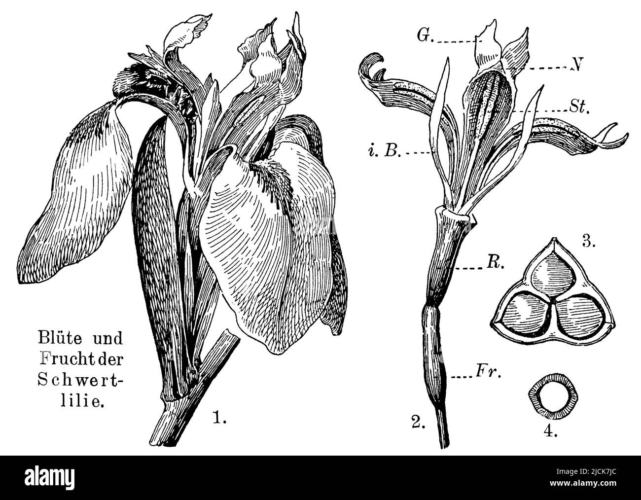 bandiera gialla 1. fiore visitato da ape bumble con bratte e labellum, 2. fiore dopo rimozione di foglie esterne involucre. Tubo R., p. ovaio, I.B. foglie di cerchio interno, G. pistil, Sant'antera, N. stigma, 3. Frutta, 4. Seed., Iris pseudacorus, anonym (libro di botanica, 1909), Sumpf-Schwertlilie 1. Von Hummel besuchte Blüte mit Hüllblättern und Lablatt, 2. Blüte nach Entfernung der äußeren Blätter der Blütenhülle. R. Röhre, p. Fruchtnoden, I.B. Blätter des inneren Kreises, G. Griffel, St. Staubbeutel, N. Narbe, 3. Frucht, 4. Stesso, Iris des Marais 1. fleur visitée par le bourdon avec bractées et lamelle Foto Stock
