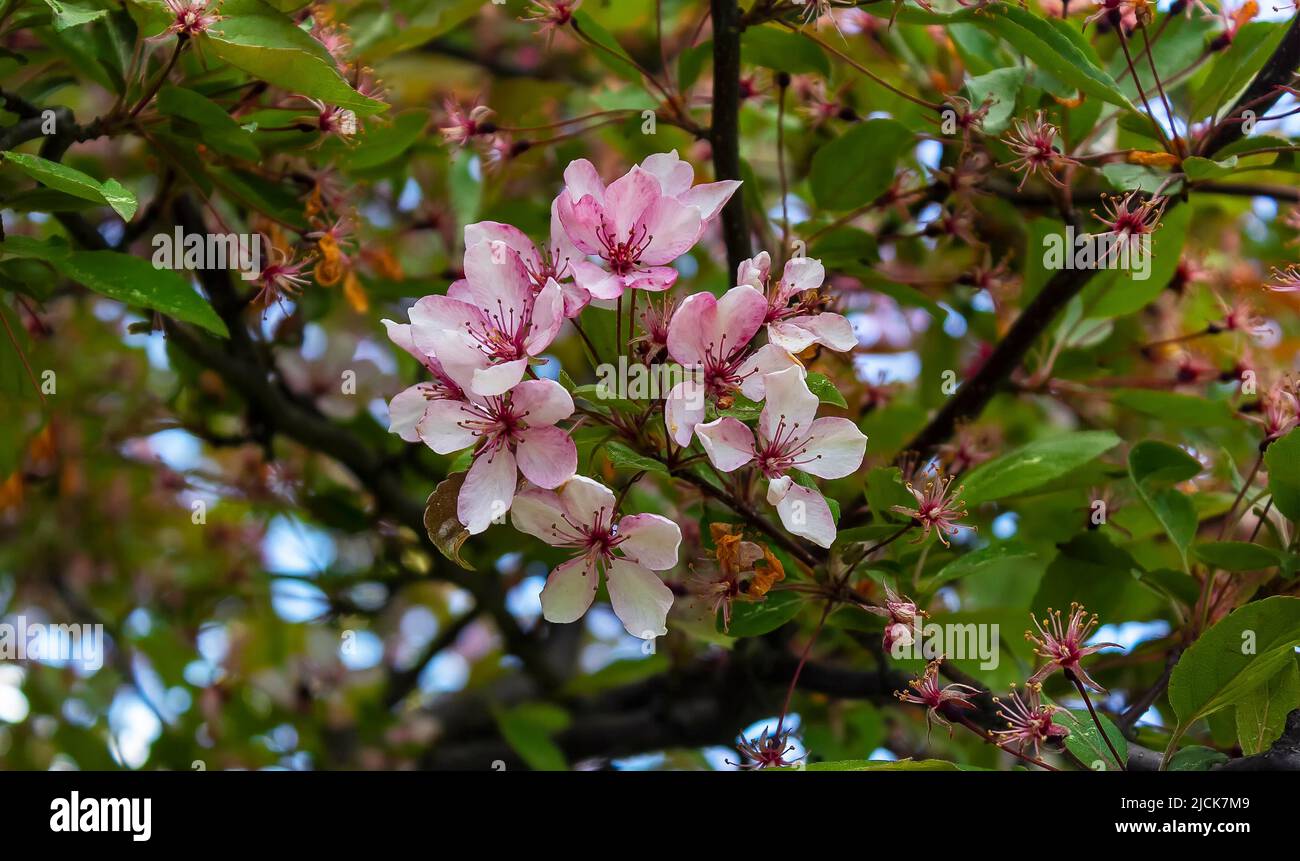 Fuoco selettivo di rami belli di fiori di ciliegio rosa su un albero su foglie verdi, sakura bella fiori nella stagione primaverile nel parco, fl Foto Stock