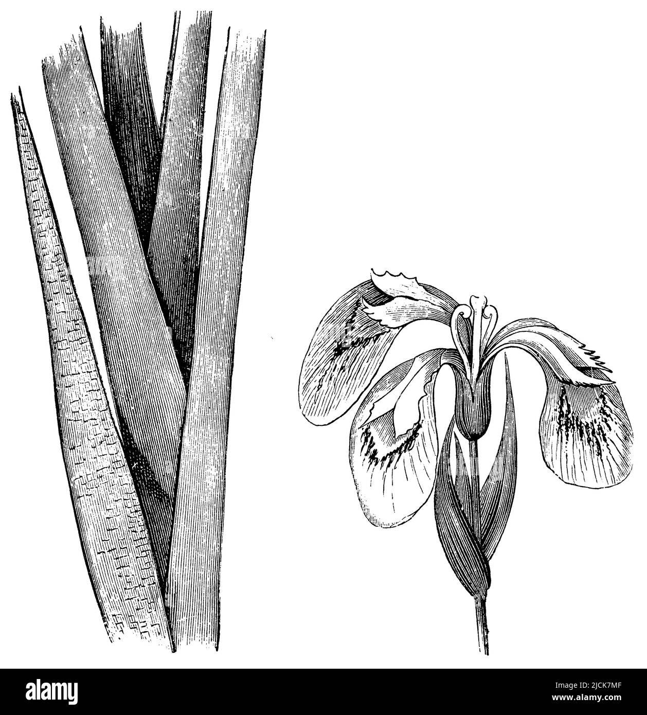Bandiera gialla, Iris pseudacorus, anonym (libro di botanica, 1880), Sumpf-Schwertlilie, Iris des Marais Foto Stock