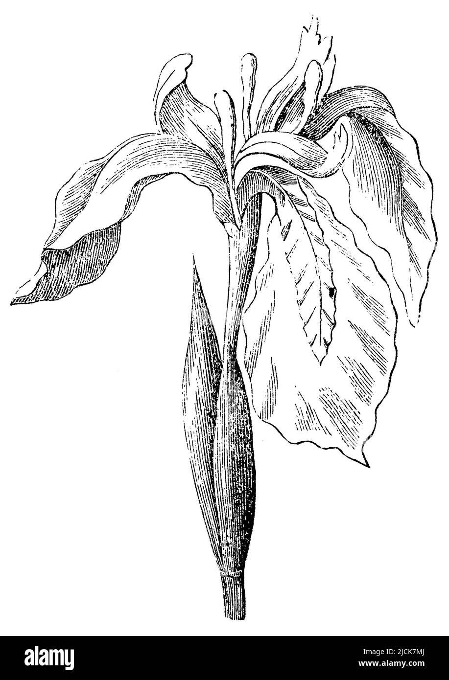 Bandiera gialla, Iris pseudacorus, anonimato (Biology book, 1878), Sumpf-Schwertlilie, Iris des Marais Foto Stock