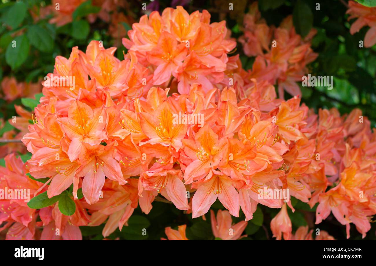 Rhododendron prinophyllum, Mandarin Lights, famiglia Ericaceae. Bello sfondo floreale Foto Stock