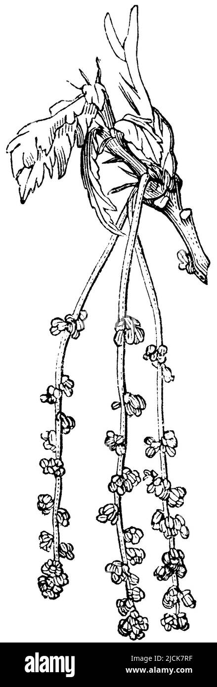 Rovere francese, cetkins, Quercus robur, anonym (libro di botanica, 1875), Stieleiche, Kätzchen, chêne pédonculé, chatons Foto Stock