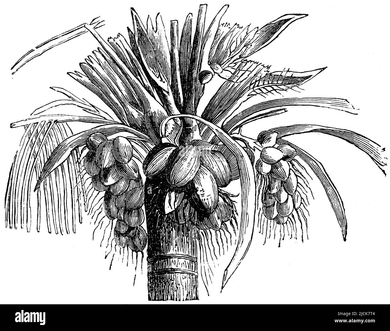 Palma di cocco, Cocos nucifera, Anonym (libro di biologia, 1882), Kokospalme, Cocotier Foto Stock
