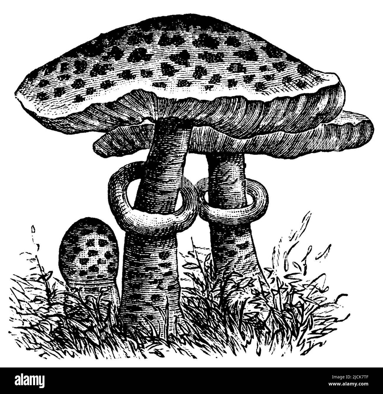 Parasolo; Riesenschirmling; Parasolpilz; Riesenschirmpilz; Schirmpilz; Macrolepiota procera, (enciclopedia, 1893), Parasol, fungo di ombrellone Foto Stock