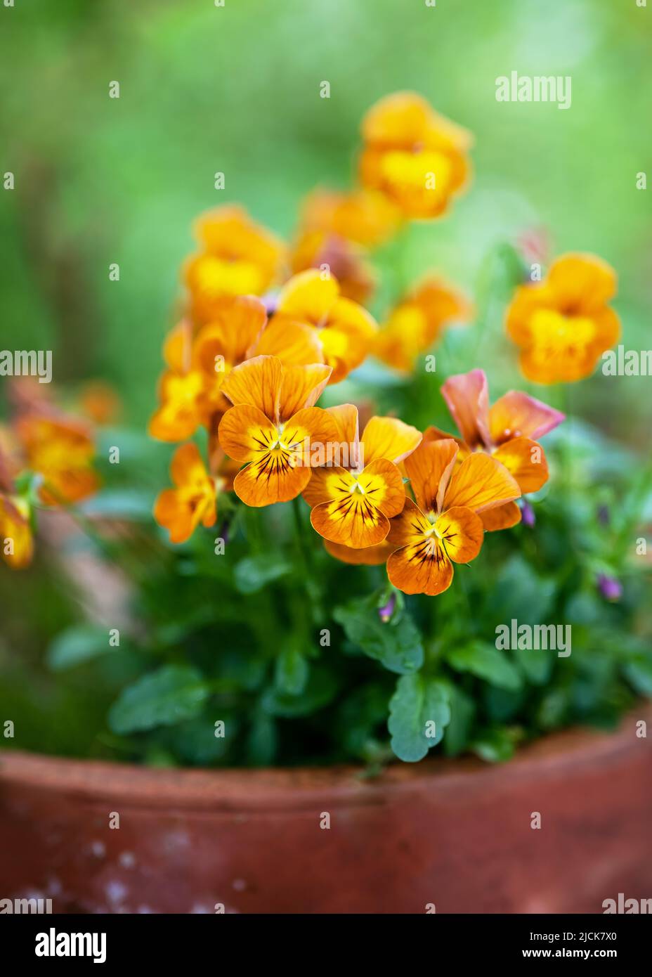Bella giallo e arancio scuro fiori di Pansy corned in una vecchia ceramica flowerpot. Foto Stock