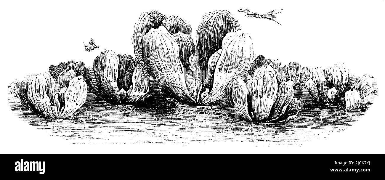 Cavolo d'acqua, stratioti di Pistia, (libro di biologia, 1909), Wassersalat, laitue d’eau Foto Stock